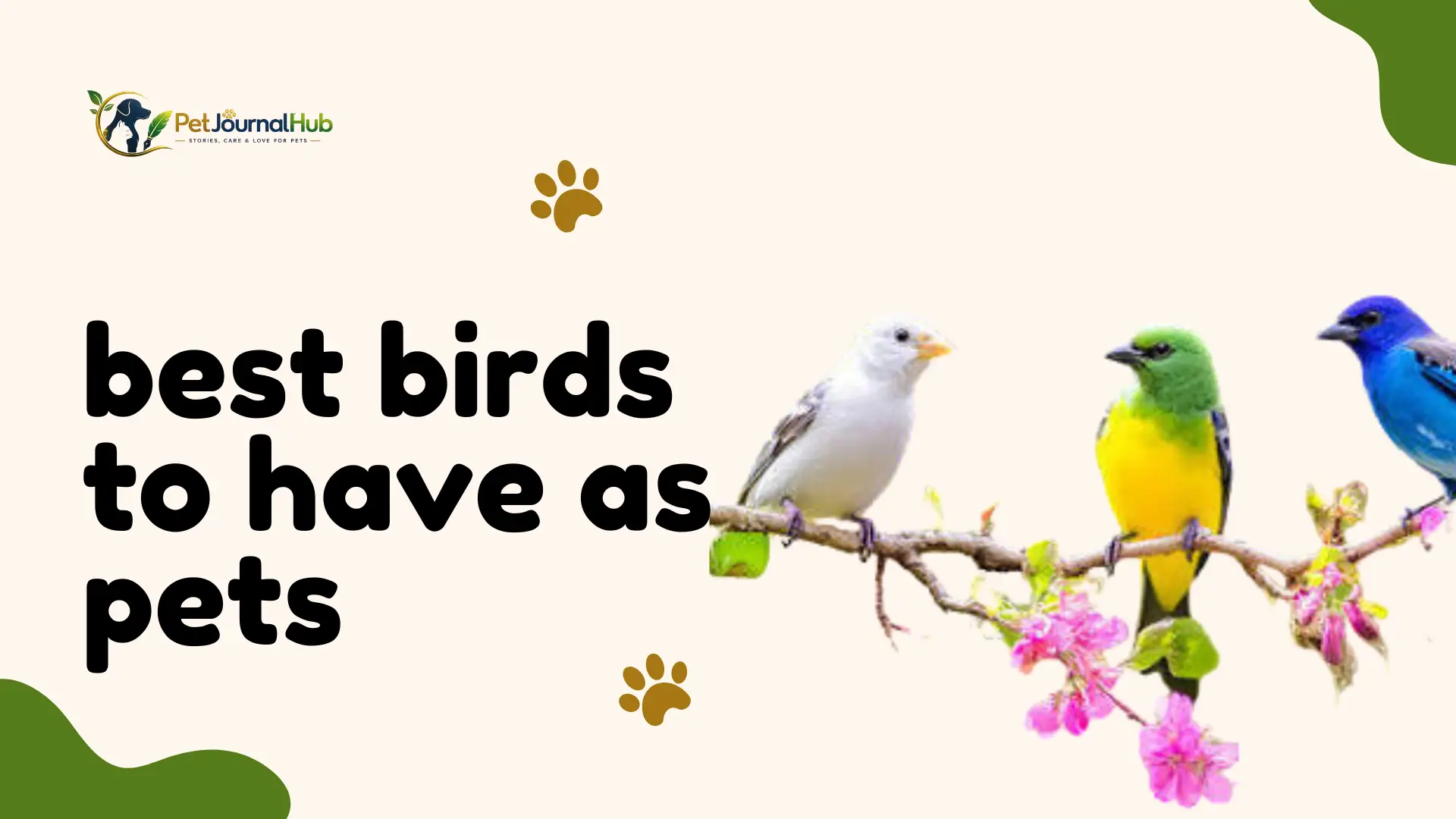 best birds to have as pets