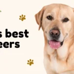 Veterinary technician examining a dog as part of a pet care career