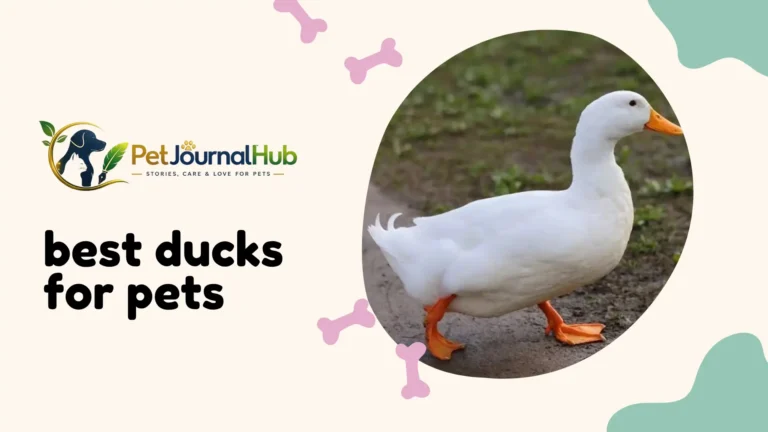 best ducks for pets