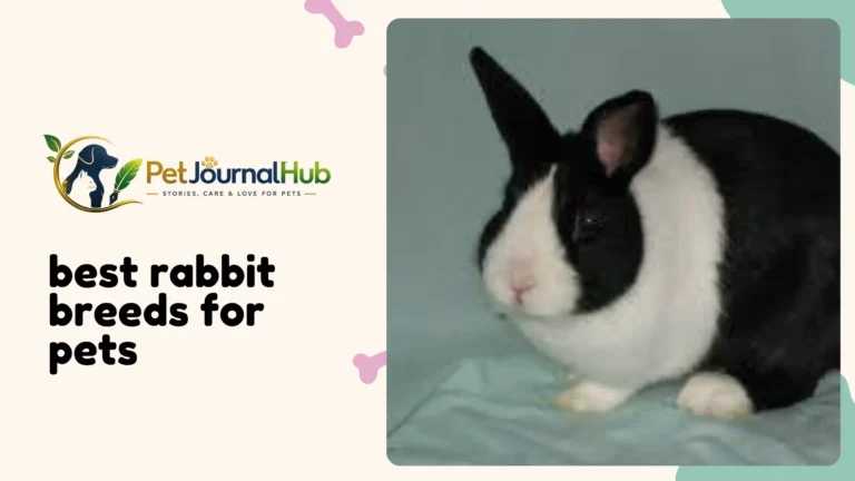 Best rabbit breeds for pets shown side by side, including Holland Lop and Dutch rabbit