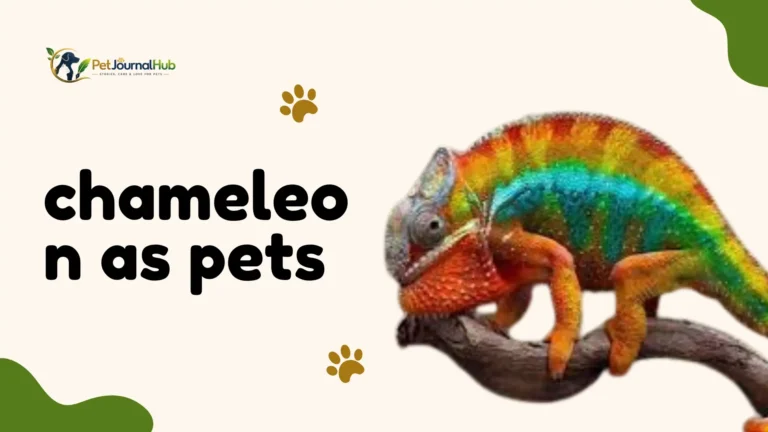 Veiled chameleon as pets climbing a branch in a home terrarium