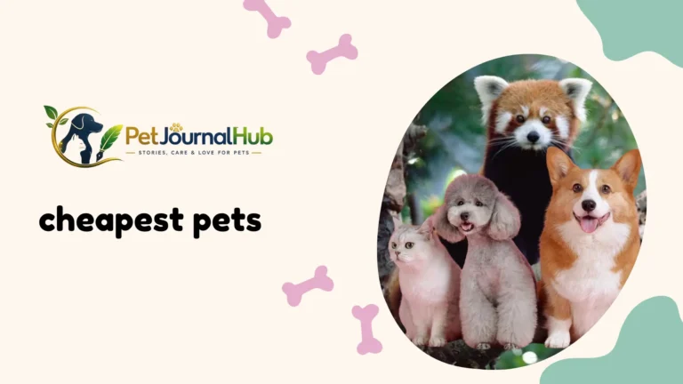 Affordable pets including a betta fish and hamster in their home setups