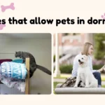 College student with pet dog relaxing in a pet-friendly dorm room