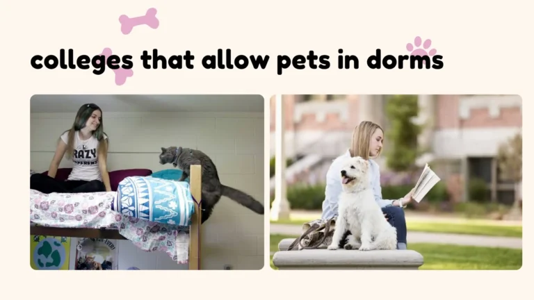 College student with pet dog relaxing in a pet-friendly dorm room