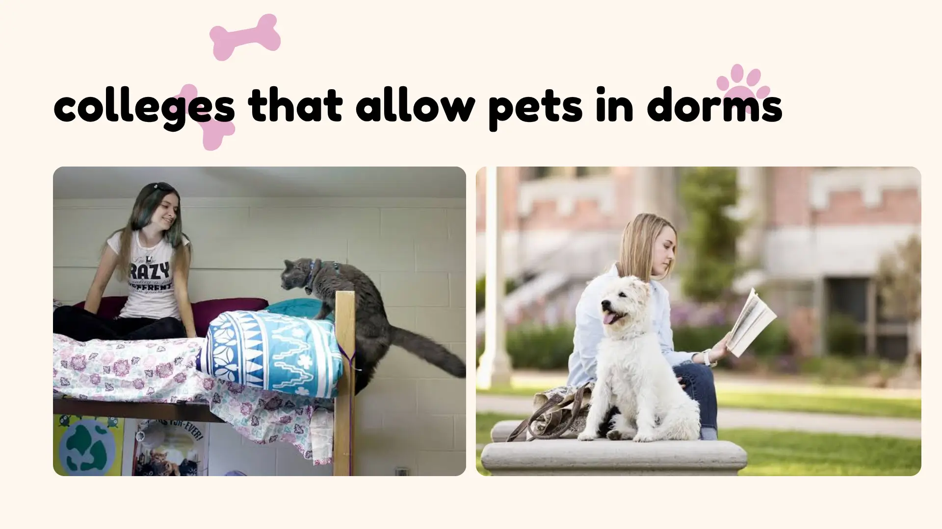 College student with pet dog relaxing in a pet-friendly dorm room