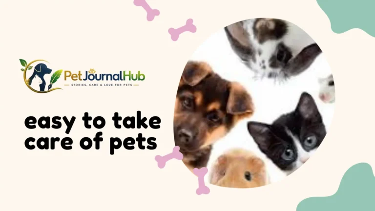 Easy to take care of pets like a guinea pig resting in a clean cage at home