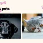 Dog and cat sitting together at home, representing famous pets in everyday life