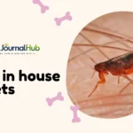 fleas in house no pets