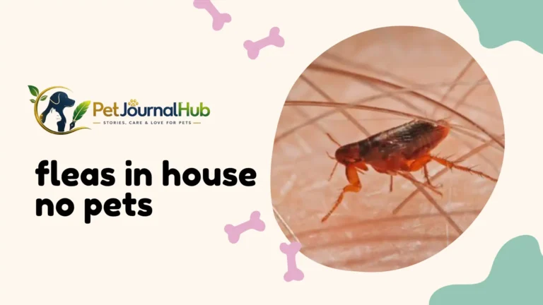 fleas in house no pets