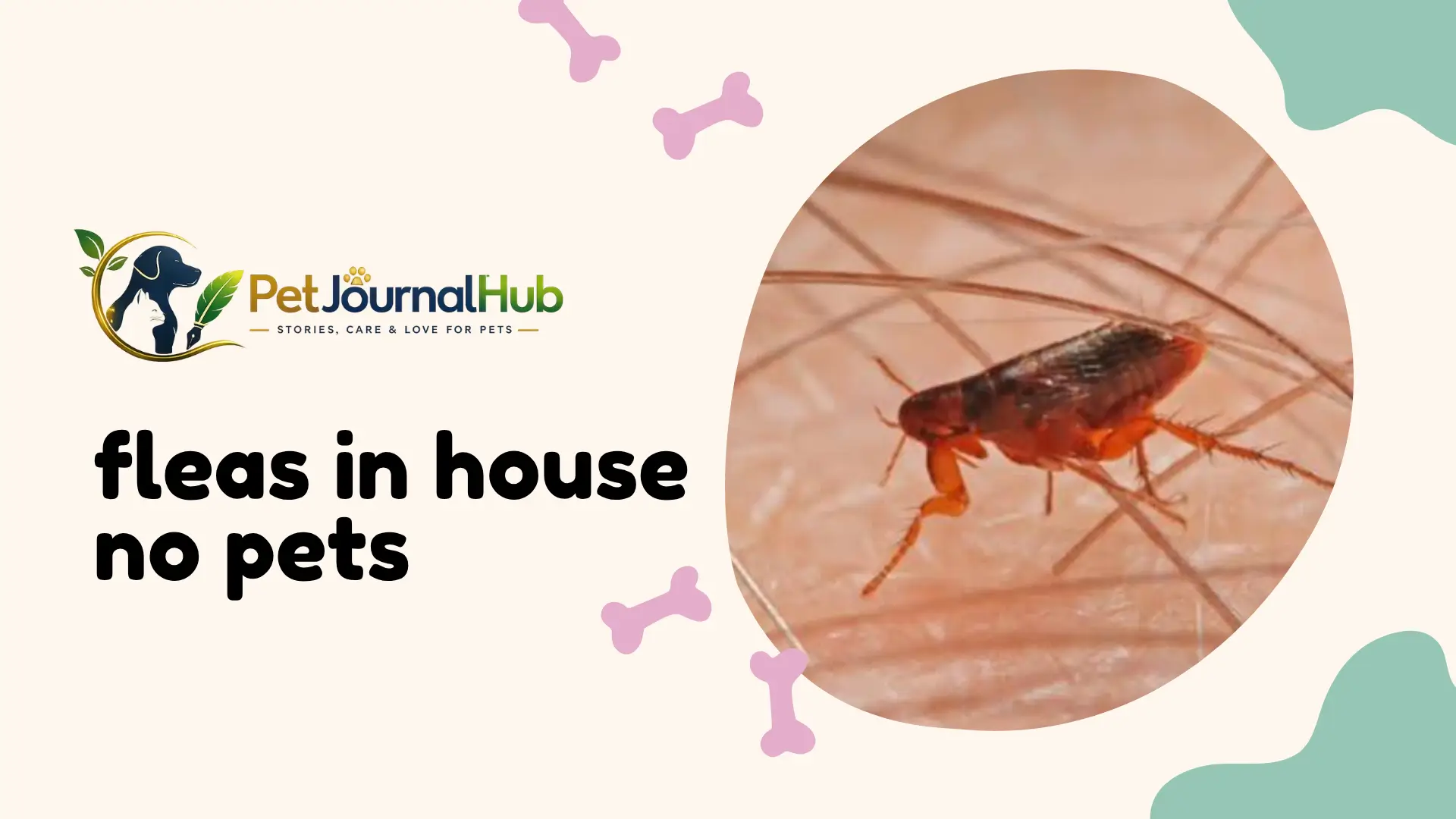 fleas in house no pets