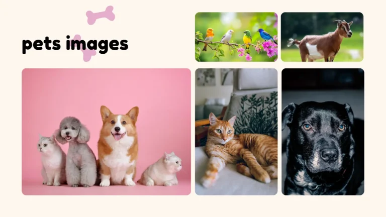 Close-up of a happy dog for a pets images guide