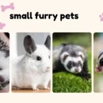 small furry pets