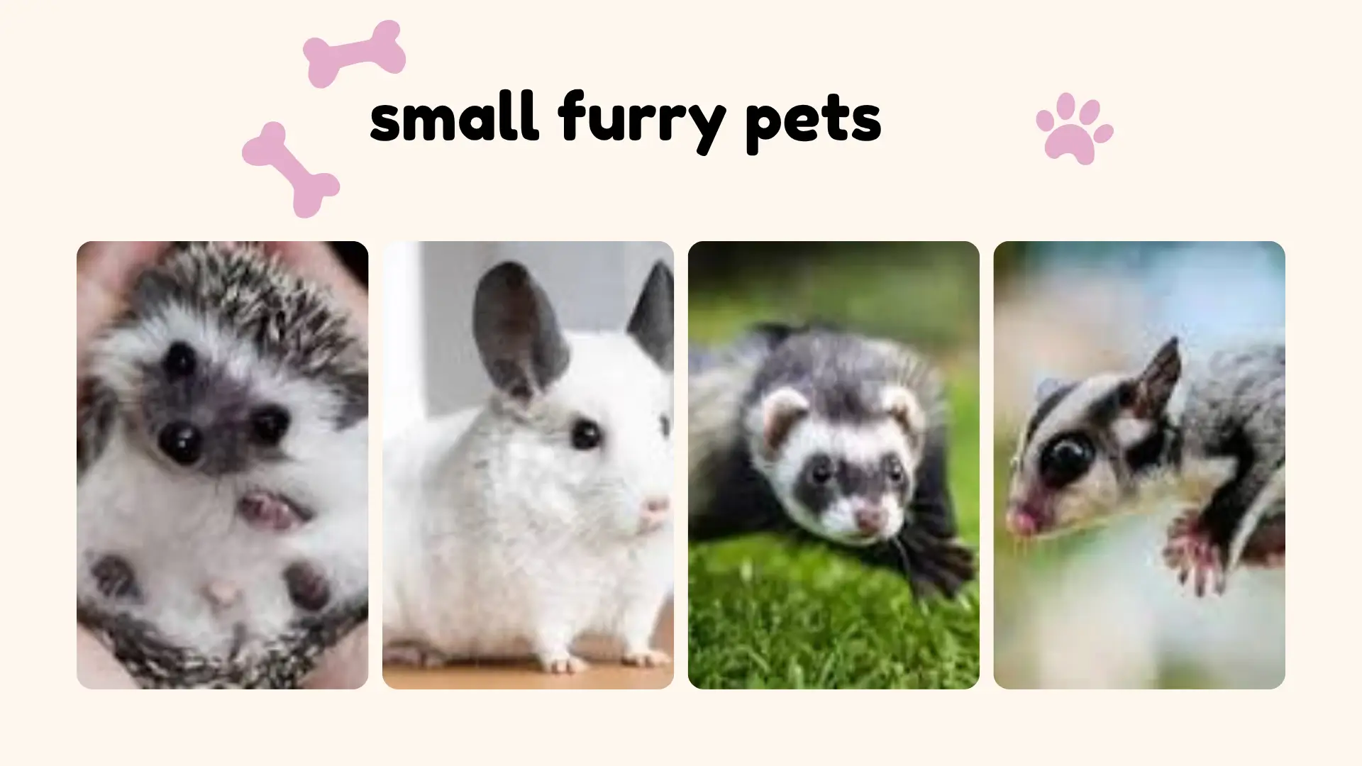 small furry pets
