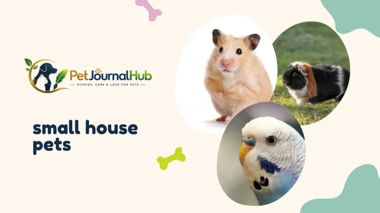 Small house pets including a guinea pig and hamster in an indoor cage setup