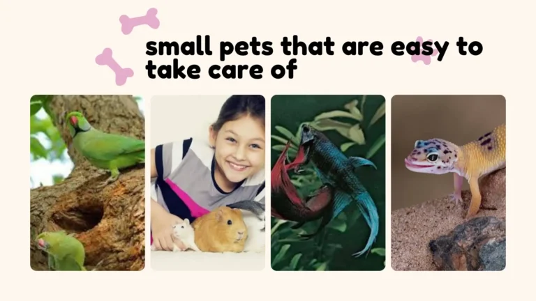 Small pets that are easy to take care of, including a hamster, betta fish, and guinea pig