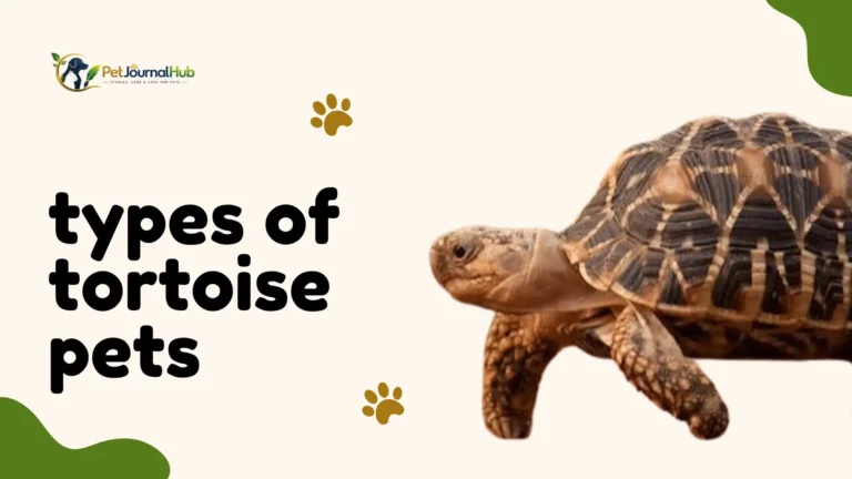 types of tortoise pets