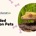 Bearded Dragon Pets