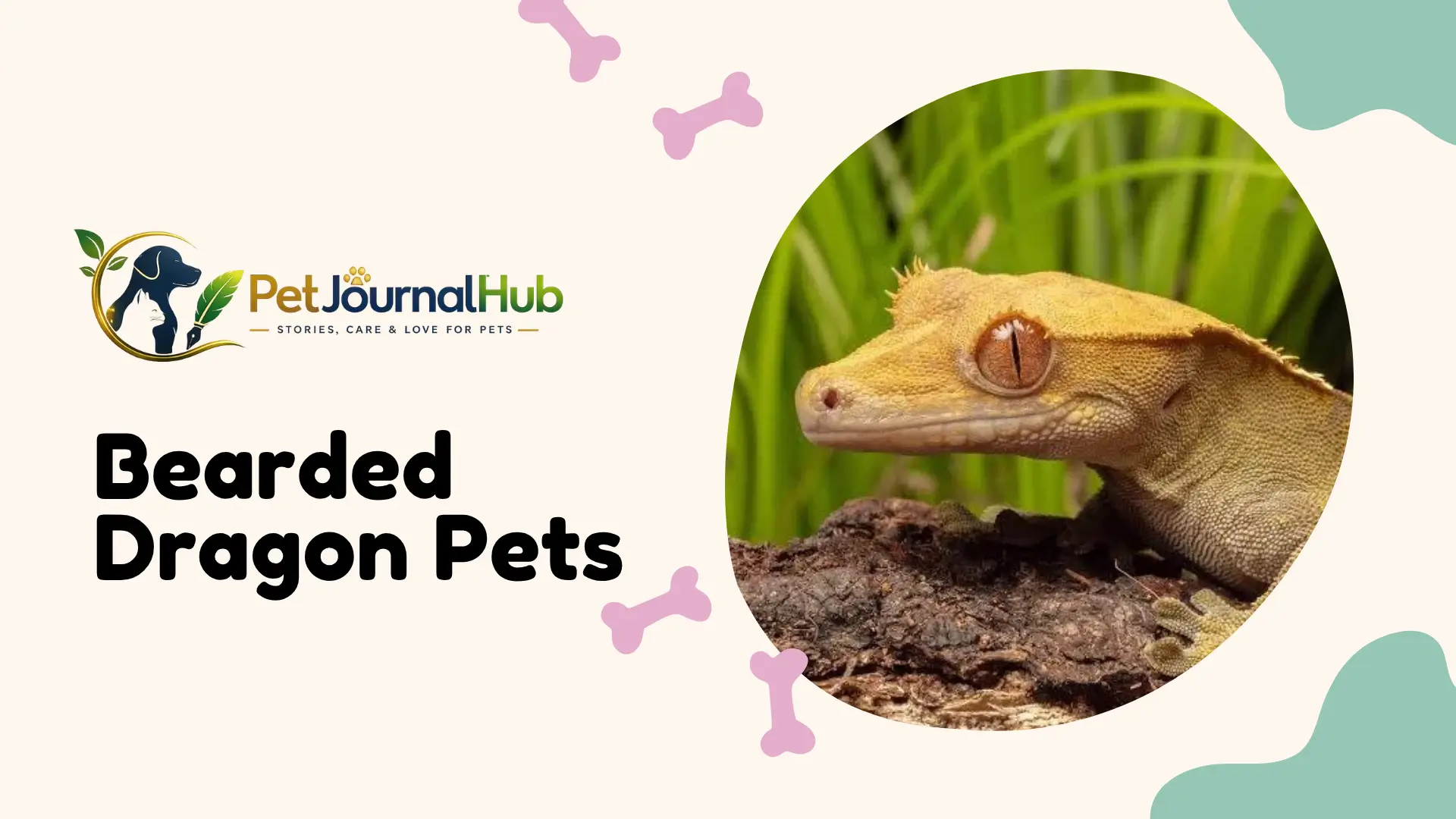 Bearded Dragon Pets