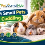 Best small pets for cuddling, including a pet rat, guinea pig, and rabbit.
