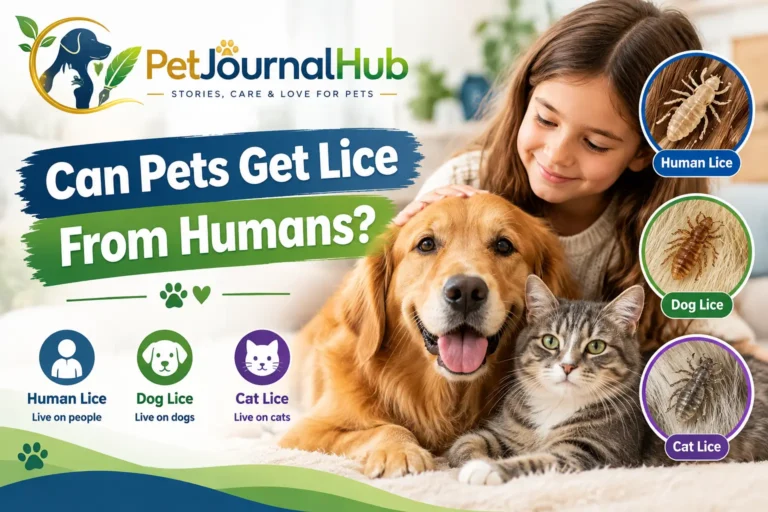 Can pets get lice from humans showing dog, cat, and human lice differences
