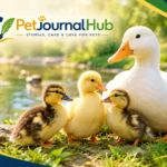 Domestic ducks exploring a backyard beside a shallow pool