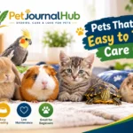 Pets that are easy to take care of, including a relaxed cat and dog at home.