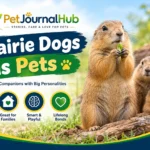 Black-tailed prairie dog standing upright on grass.